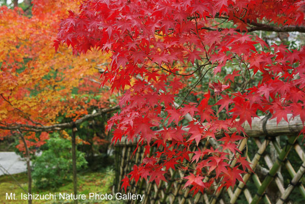 kyoto (080)